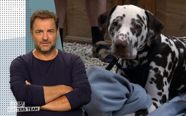 Martin Rütters Rat: So reagierst du richtig, wenn dein Hund dich anspringt