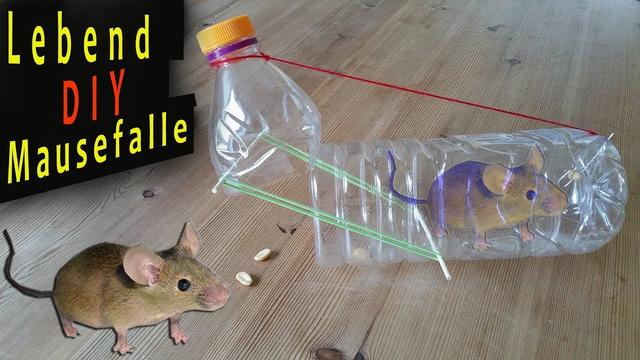 Mäuse loswerden leicht gemacht: Eine DIY-Mausefalle zum Selberbauen Mäuse loswerden leicht gemacht: Eine DIY-Mausefalle zum Selberbauen