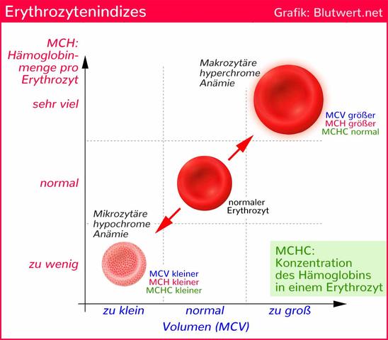 MCHC-Wert im Blut: Diagnose von Anämie und anderen Erkrankungen MCHC-Wert im Blut: Diagnose von Anämie und anderen Erkrankungen