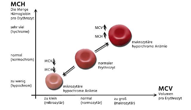 Bedeutung und Messung des MCHC-Werts im Blut: Alles, was Sie wissen müssen Bedeutung und Messung des MCHC-Werts im Blut: Alles, was Sie wissen müssen