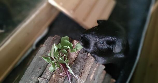 Geeignetes Gemüse für Meerschweinchen: Kann Rucola dazu gehören? Geeignetes Gemüse für Meerschweinchen: Kann Rucola dazu gehören?