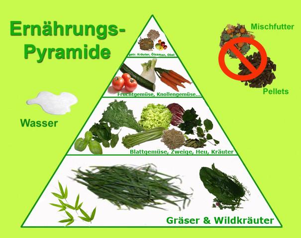 Die Verträglichkeit von Rucola bei Meerschweinchen Die Verträglichkeit von Rucola bei Meerschweinchen