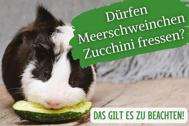 Die Rolle von Zucchini in der gesunden Ernährung von Meerschweinchen