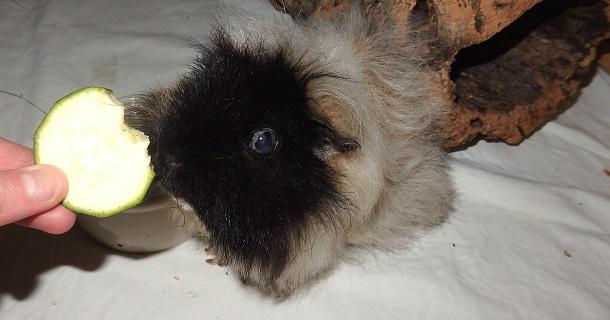 Die Verträglichkeit von Zucchini bei Meerschweinchen: Was du beachten solltest