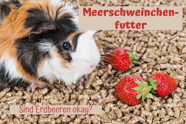 Verträglichkeit von Erdbeeren bei Meerschweinchen: Was Sie wissen sollten Verträglichkeit von Erdbeeren bei Meerschweinchen: Was Sie wissen sollten
