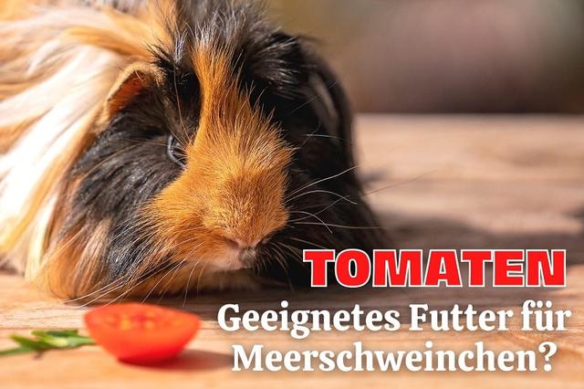 Gesunde Ernährung für Meerschweinchen: Sind Tomaten erlaubt? Gesunde Ernährung für Meerschweinchen: Sind Tomaten erlaubt?