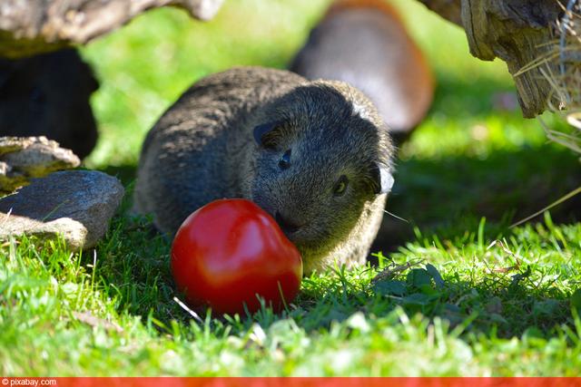 Wie viel Tomaten dürfen Meerschweinchen essen?