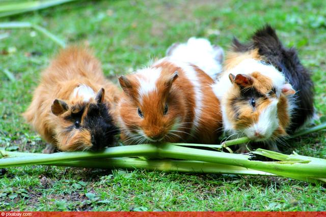 Können Meerschweinchen Tomaten essen?