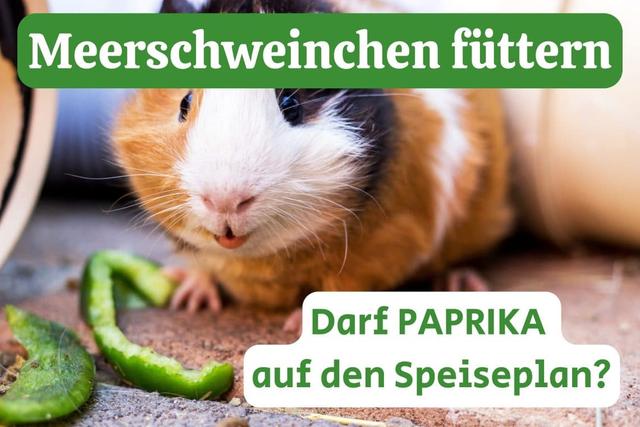 Können Meerschweinchen Paprika essen? Können Meerschweinchen Paprika essen?