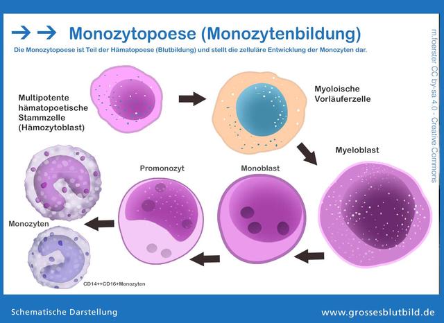 Monozyten: Die größten Zellen im Blut und ihre Rolle bei der Bekämpfung von Bakterien und Entzündungen