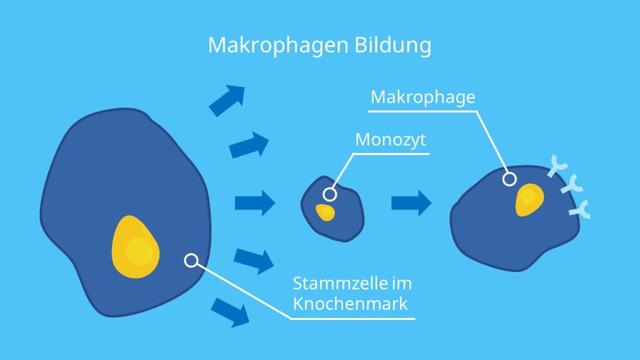 Die Wandlung der Monozyten zu Fresszellen (Makrophagen) und ihre Aufgabe bei der Entsorgung von Zelltrümmern