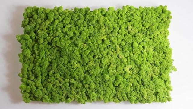 Mooswand selber bauen: Tipps und Tricks für ein gelungenes DIY-Projekt Mooswand selber bauen: Tipps und Tricks für ein gelungenes DIY-Projekt