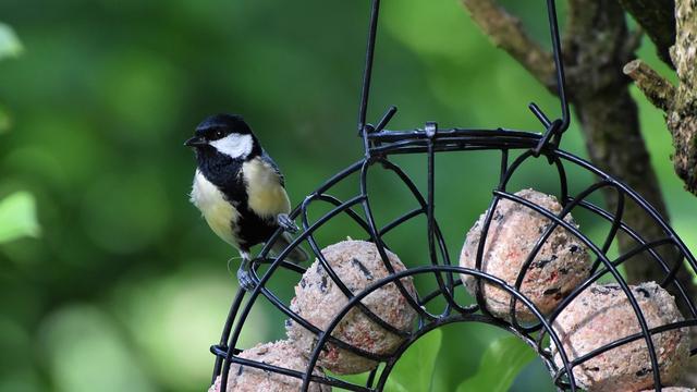 Upcycling-Ideen: Meisenknödelhalter aus alten Küchenutensilien selber machen Upcycling-Ideen: Meisenknödelhalter aus alten Küchenutensilien selber machen