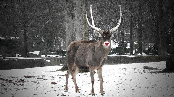 Rudolph und Co.: Die Geschichte hinter den Namen der Rentiere des Weihnachtsmannes Rudolph und Co.: Die Geschichte hinter den Namen der Rentiere des Weihnachtsmannes