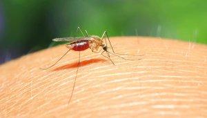 Natürliche Mittel zur Abwehr von Mücken Natürliche Mittel zur Abwehr von Mücken