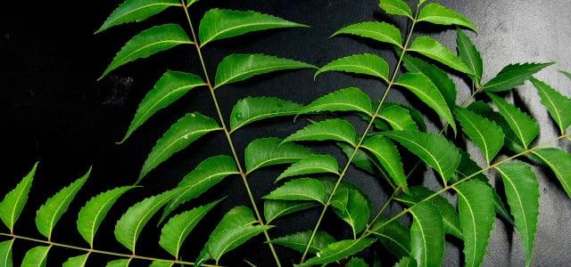 Neemöl: Inhaltsstoffe und Verwendungsmöglichkeiten in Garten und Haushalt Neemöl: Inhaltsstoffe und Verwendungsmöglichkeiten in Garten und Haushalt