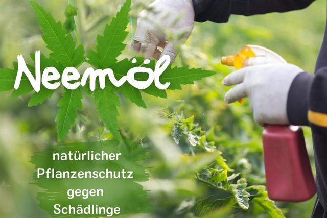Neemöl: Natürliches Mittel gegen Schädlinge ohne negative Auswirkungen auf Bienen und Haustiere Neemöl: Natürliches Mittel gegen Schädlinge ohne negative Auswirkungen auf Bienen und Haustiere