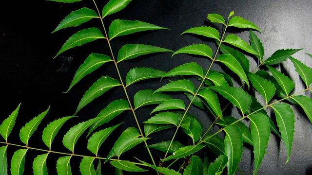 Neemöl in der Naturheilkunde: Heilende Wirkungen und richtige Anwendung Neemöl in der Naturheilkunde: Heilende Wirkungen und richtige Anwendung