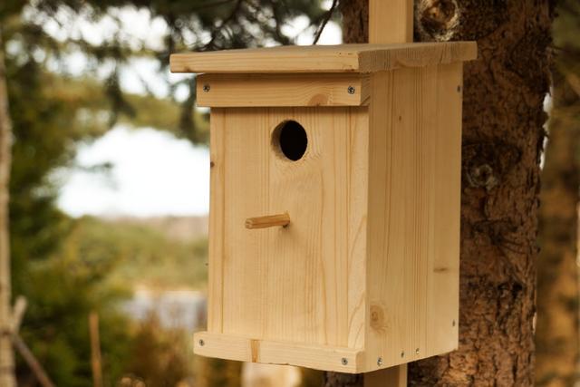 Praktische Anleitung: Wie Sie Ihren eigenen Nistkasten gestalten können