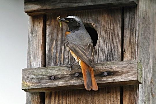 Bauanleitung für Nistkästen - So schaffen Sie einen Lebensraum für Vögel