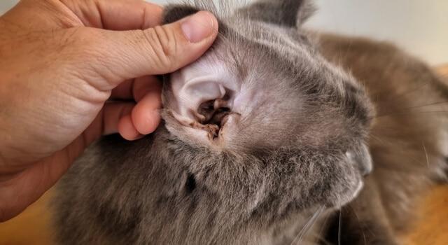 Effektive Methoden zur Bekämpfung von Ohrmilben bei Katzen Effektive Methoden zur Bekämpfung von Ohrmilben bei Katzen