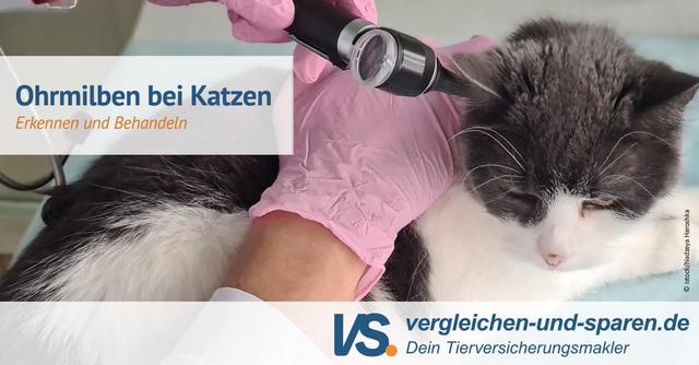 Selbstbehandlung von Ohrmilben bei Katzen: Dos and Don Selbstbehandlung von Ohrmilben bei Katzen: Dos and Don