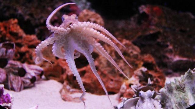 Oktopus-Herz: Wie viele sind es eigentlich?