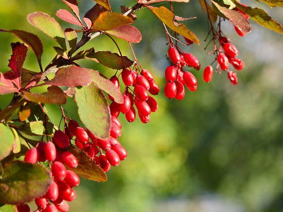 Erfahren Sie mehr über die Eigenschaften und Vorteile von Berberitzen Erfahren Sie mehr über die Eigenschaften und Vorteile von Berberitzen