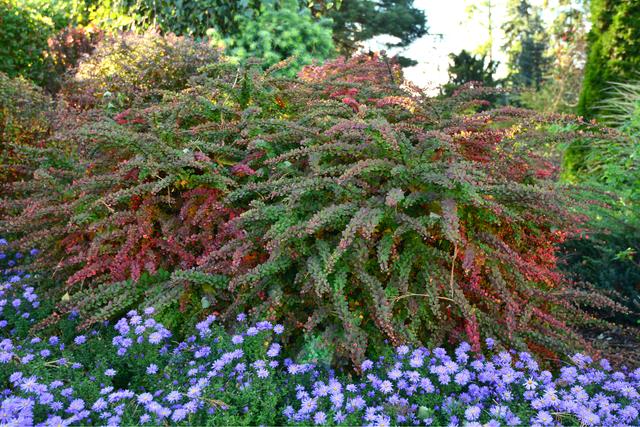 Nutzen und Einsatzmöglichkeiten von Berberitzen: Ein Überblick Nutzen und Einsatzmöglichkeiten von Berberitzen: Ein Überblick