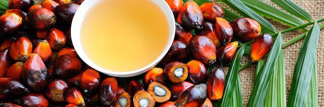 Palmfett: Eine kritische Betrachtung der ökologischen und gesundheitlichen Folgen