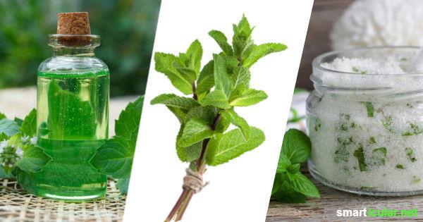 Rezept: So einfach kannst du Pfefferminzöl zu Hause herstellen Rezept: So einfach kannst du Pfefferminzöl zu Hause herstellen