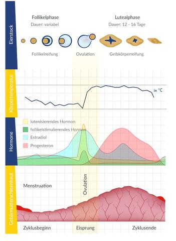 Warum ist die Blutung unter der Pille anders als eine normale Menstruation?