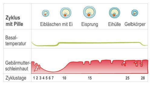 Wie wirkt die Antibabypille auf den Eisprung und den Zyklus?
