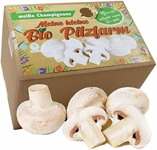 Pilze selber züchten leicht gemacht: Alles was Sie brauchen in einem Set