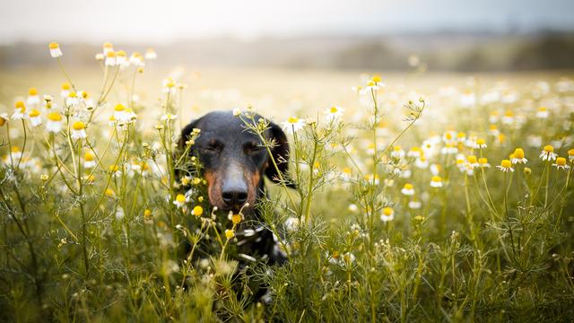 August 2023: Wann ist das Ende des Blütenstaubs erreicht? August 2023: Wann ist das Ende des Blütenstaubs erreicht?
