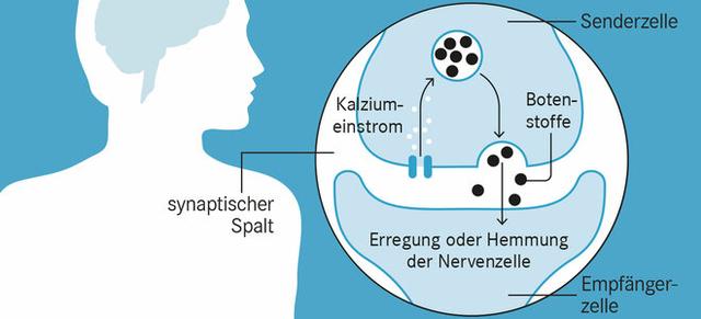 3. Dauer der Wirkung von Pregabalin im Körper 3. Dauer der Wirkung von Pregabalin im Körper