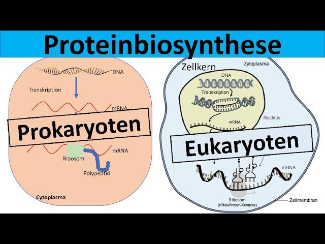 Wie findet die Proteinbiosynthese bei Prokaryoten statt? Wie findet die Proteinbiosynthese bei Prokaryoten statt?