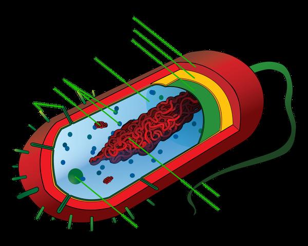 Die Bedeutung der Zellwand bei Prokaryoten Die Bedeutung der Zellwand bei Prokaryoten