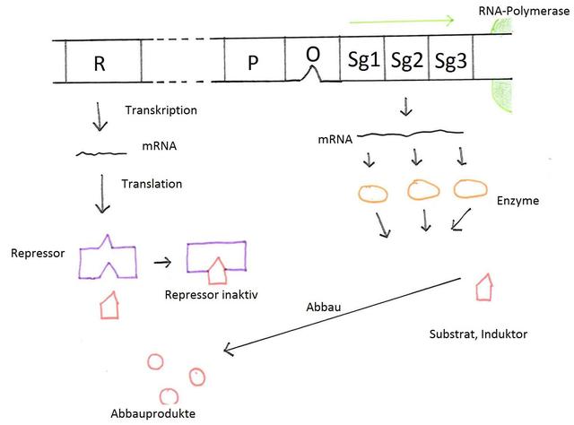 Genregulation bei Prokaryoten: Das Operon-Modell von Jacob und Monod Genregulation bei Prokaryoten: Das Operon-Modell von Jacob und Monod