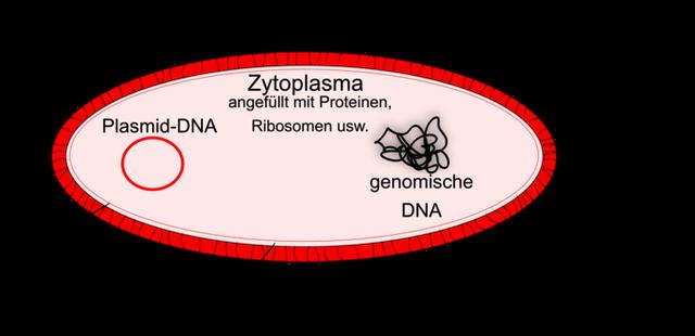 Der Aufbau einer prokaryotischen Zelle: DNA, Ribosomen und Zellmembran Der Aufbau einer prokaryotischen Zelle: DNA, Ribosomen und Zellmembran