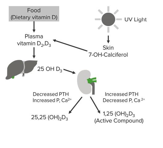 Osteomalazie vs. Rachitis: Unterschiede und Gemeinsamkeiten erklärt Osteomalazie vs. Rachitis: Unterschiede und Gemeinsamkeiten erklärt