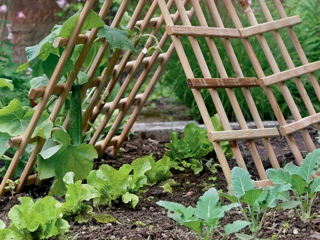 Kreative Rankhilfen für Kletterpflanzen selbst gestalten - DIY Ideen Kreative Rankhilfen für Kletterpflanzen selbst gestalten - DIY Ideen