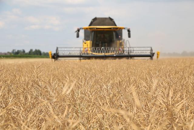 Wann ist die beste Zeit, um Raps zu ernten? Wann ist die beste Zeit, um Raps zu ernten?