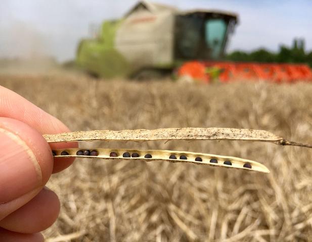 Raps ernten: Der optimale Zeitpunkt für die Ernte Raps ernten: Der optimale Zeitpunkt für die Ernte