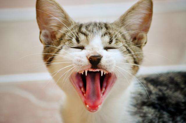 "Rawr im Chat: Eine verspielte Geste oder reiner Sarkasmus?" "Rawr im Chat: Eine verspielte Geste oder reiner Sarkasmus?"