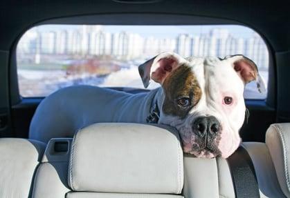 Urlaub mit einem Listenhund: Worauf Sie achten sollten Urlaub mit einem Listenhund: Worauf Sie achten sollten