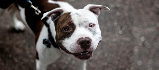 Was ist ein Listenhund? Informationen zu Voraussetzungen und Pflichten Was ist ein Listenhund? Informationen zu Voraussetzungen und Pflichten