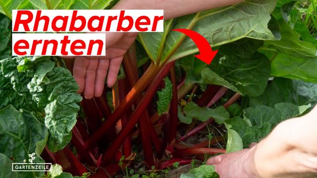 Erfahren Sie, wann Sie Rhabarber ernten können und wie Sie es richtig machen.