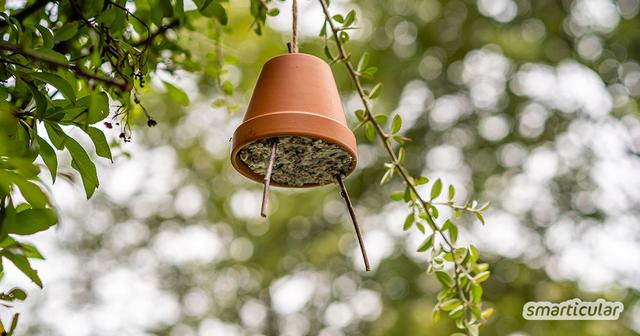 Anleitung: So kannst du eine Futterglocke selbst machen Anleitung: So kannst du eine Futterglocke selbst machen