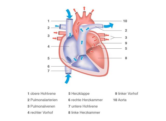 Bewegung als wichtiger Beitrag zur Besserung des Befindens bei Herzinsuffizienz Bewegung als wichtiger Beitrag zur Besserung des Befindens bei Herzinsuffizienz
